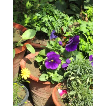 Arabian Pansy Plant Pansy Plant9-9753312-65851.webp
